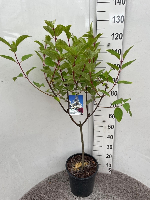 <h4>HYDR PANICULATA</h4>