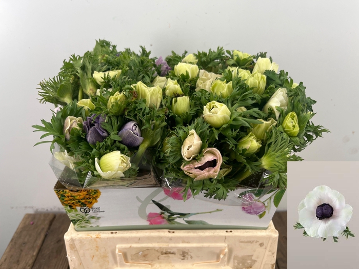 <h4>ANEM CO MAR PANDA</h4>