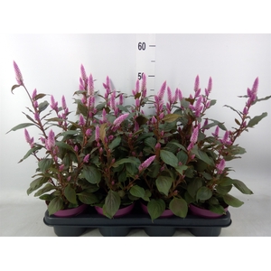 Celosia spic. 'Wild Pink'