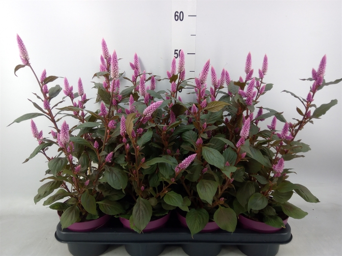 <h4>Celosia spic. 'Wild Pink'</h4>