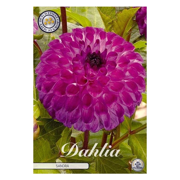 <h4>Dahlia Sandra x1</h4>