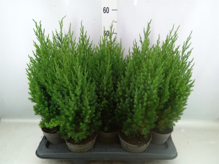 Juniperus chinensis 'Stricta'