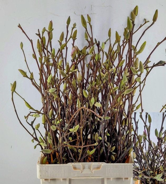 <h4>MAGNOLIA OV</h4>