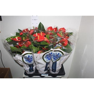 Anthu A Jambo Red 6-7 Bloemen+