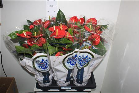 <h4>Anthu A Jambo Red 6-7 Bloemen+</h4>