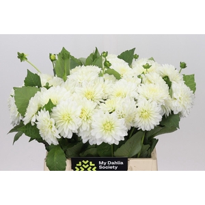 Dahlia DE 'White Cap'