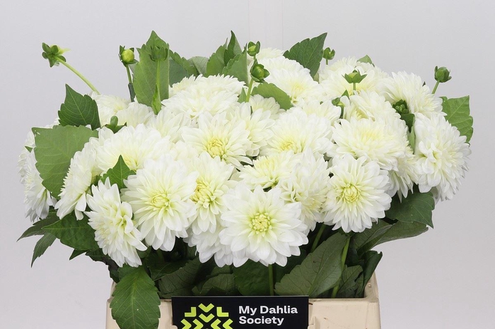 <h4>Dahlia DE 'White Cap'</h4>