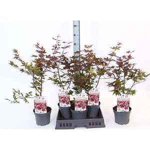 Acer palm. Atropurpureum