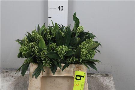 <h4>Skim C Kew Green Bs</h4>