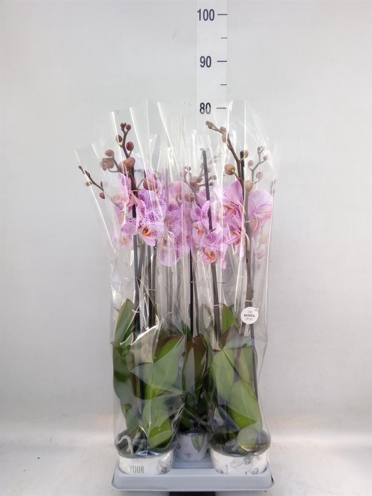 <h4>Phalaenopsis ...mix</h4>