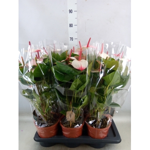 Anthurium  'Pr. Amalia Elegance'