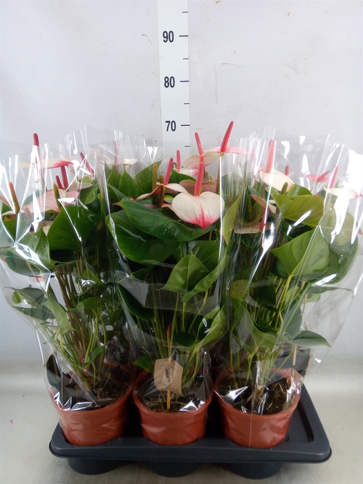 <h4>Anthurium  'Pr. Amalia Elegance'</h4>