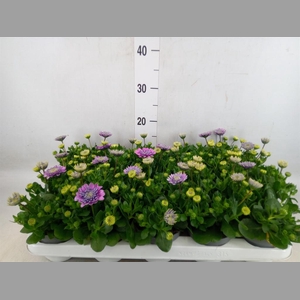 Osteospermum  '3D Pink'