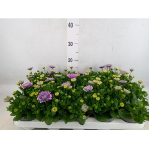 Osteospermum  '3D Pink'