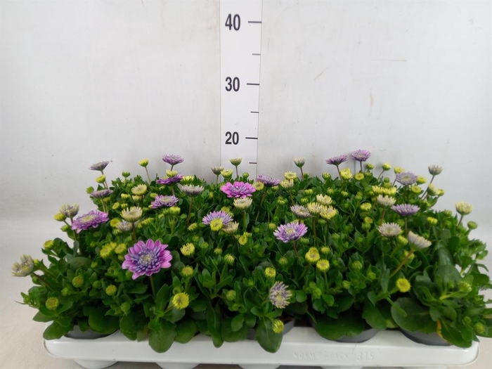 <h4>Osteospermum  '3D Pink'</h4>