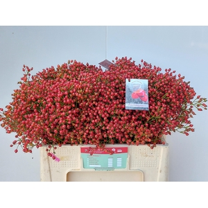 Rozenbottel Autumn Joy