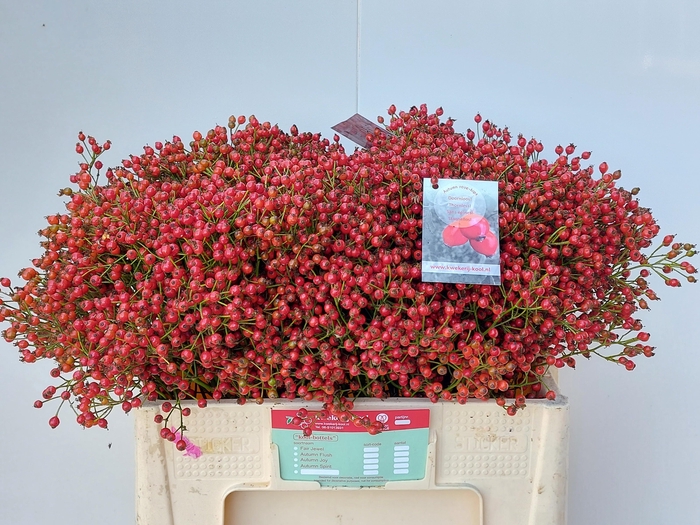 <h4>Rozenbottel Autumn Joy</h4>
