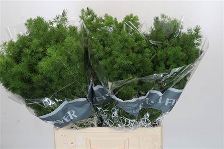 <h4>Asp Umbellatus 65cm</h4>