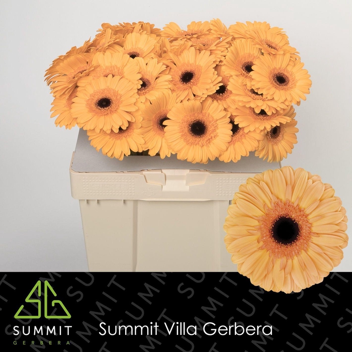 Gerbera Jetset Water
