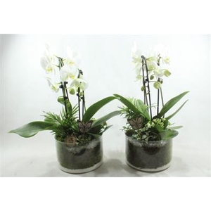 5097 Wit Cilinder Phal