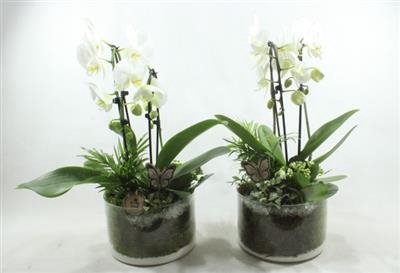 <h4>4660 WIT CILINDER CASCADE</h4>