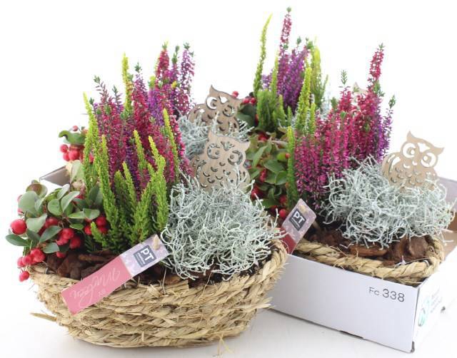 <h4>ARR TUINPLANTEN</h4>