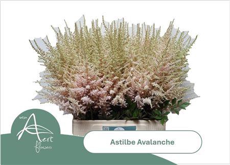 <h4>Astilbe Avalanche Light Pink</h4>