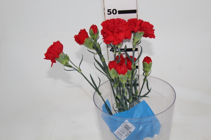 <h4>CRAVO DON PEDRO 050 CM</h4>