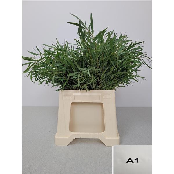 <h4>EUC NICHOLII PB</h4>