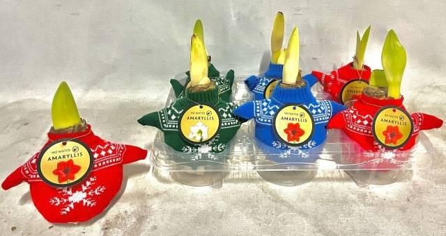 <h4>BLOEMBOL HIPPEASTRUM</h4>