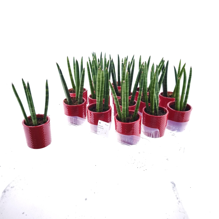 <h4>SANSEV CYLINDRICA OV</h4>