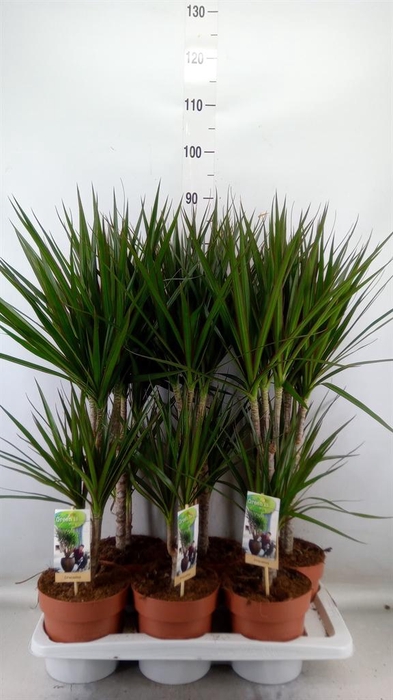 <h4>Dracaena marg.</h4>