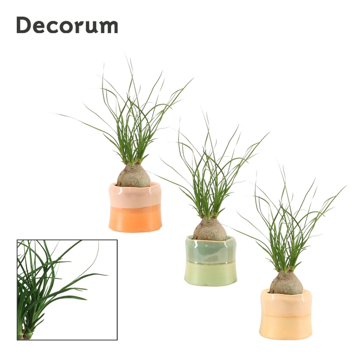 <h4>Beaucarnea bol 6 cm in Evita (Craft world-collection)</h4>