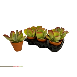KALANCHOE THYRSIFL