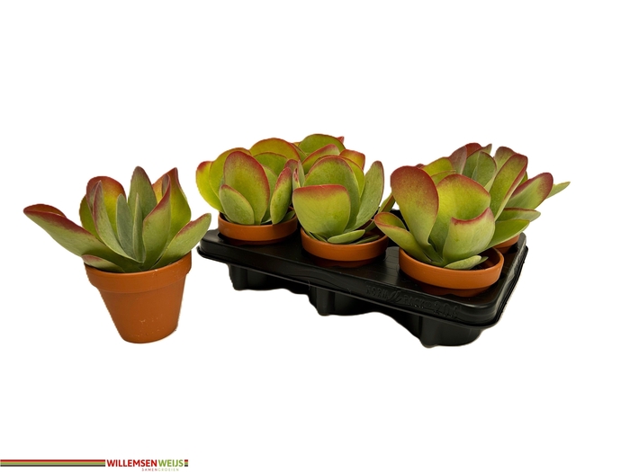 <h4>KALANCHOE THYRSIFL</h4>