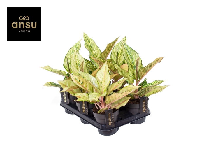 <h4>Aglaonema overig</h4>