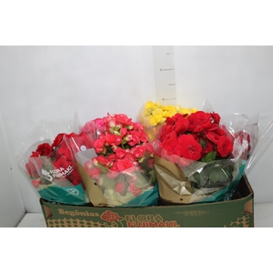BEGONIA P15