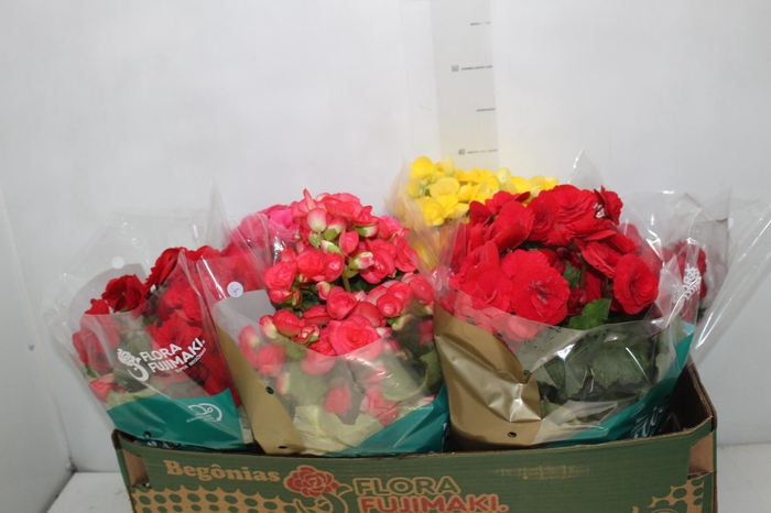 <h4>BEGONIA P15</h4>