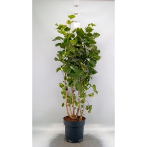 Polyscias scutellaria 'Balfourii'