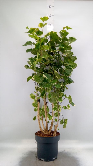 <h4>Polyscias scutellaria 'Balfourii'</h4>