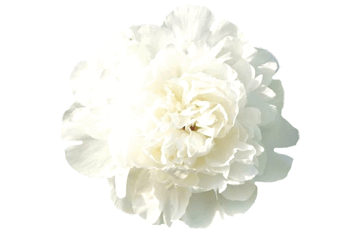 <h4>Paeonia Elsa Sass</h4>