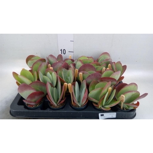 Kalanchoe NF thyrsiflora