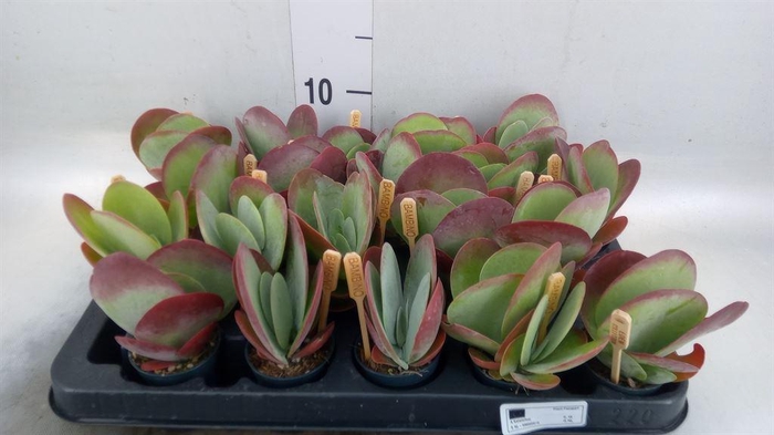<h4>Kalanchoe NF thyrsiflora</h4>