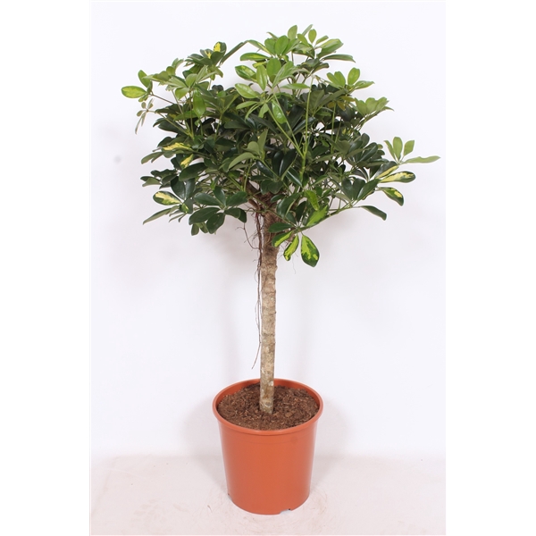 <h4>Schefflera Gold Capella</h4>