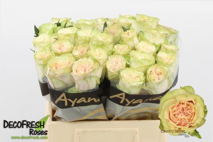 <h4>R Gr Country Secret Ayana</h4>