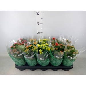 Kalanchoe blos. 'RosDon Collection'