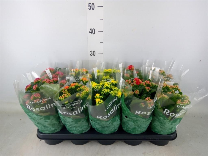 <h4>Kalanchoe blos. 'RosDon Collection'</h4>