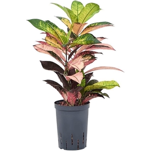 Croton (Codiaeum) variegatum 'Mrs. Iceton'