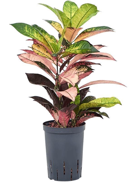<h4>Croton (Codiaeum) variegatum 'Mrs. Iceton'</h4>