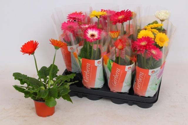 <h4>GER COLOURGAME GEM</h4>